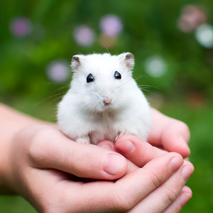 Caring for Small Pets—Big Love for Tiny Friends