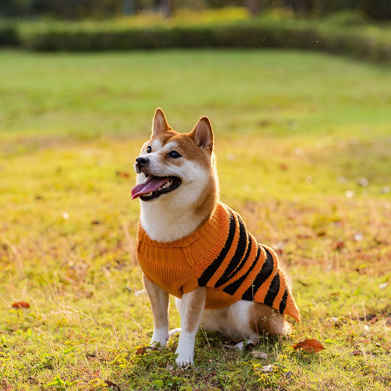 Halloween Pumpkin Dog Sweaters