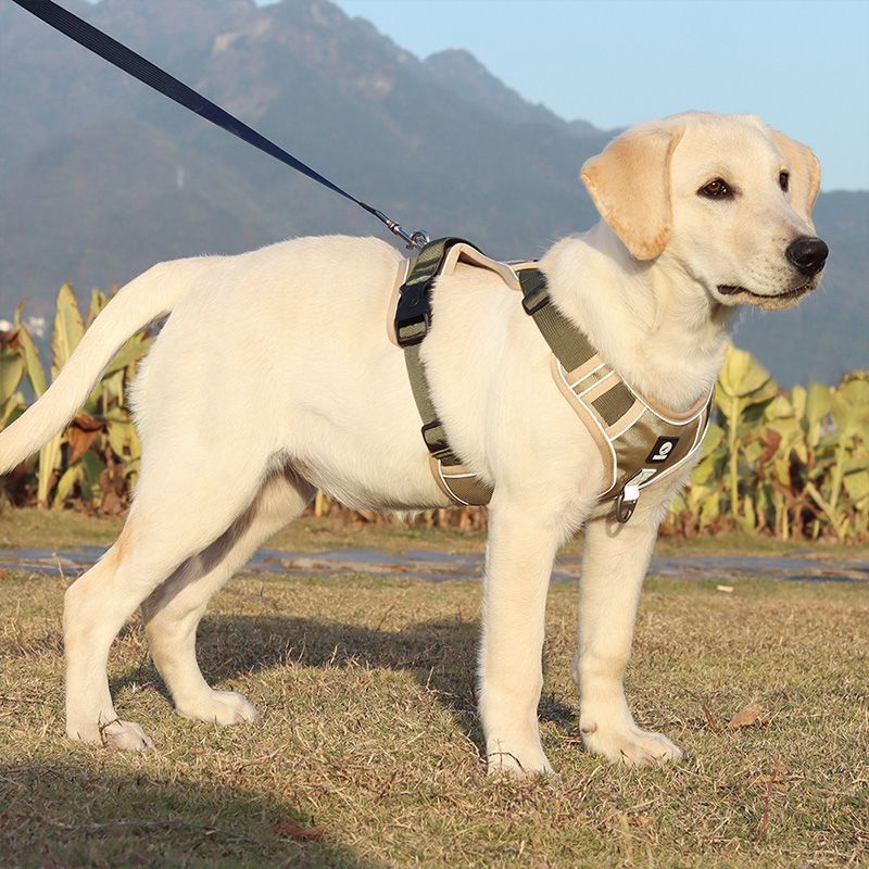 Explosion-proof Chest Strap
