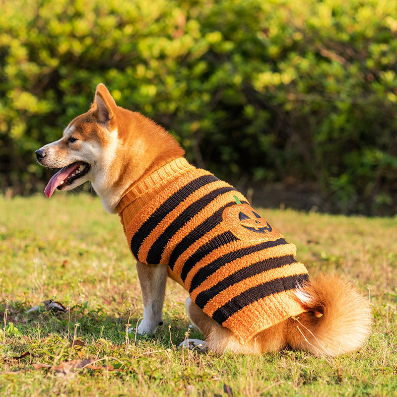 Halloween Pumpkin Dog Sweaters