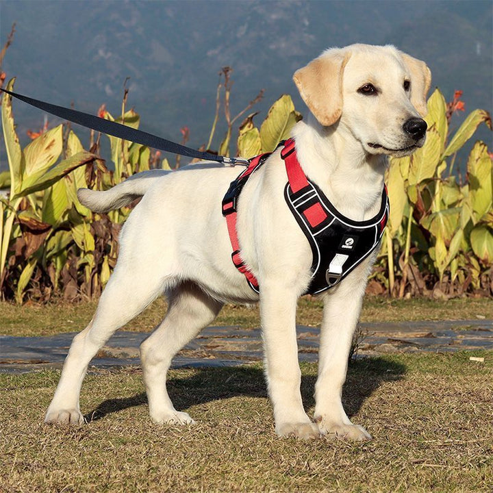 Explosion-proof Chest Strap
