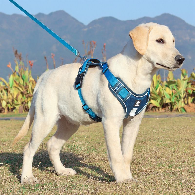 Explosion-proof Chest Strap
